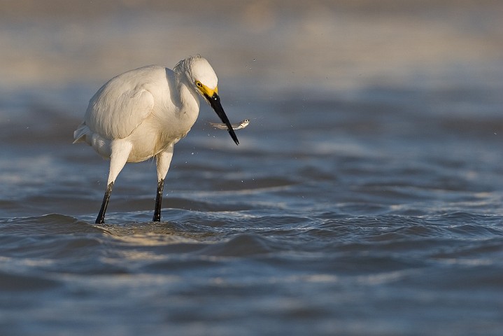 Schmuckreiher Egretta thula Snowy Egret